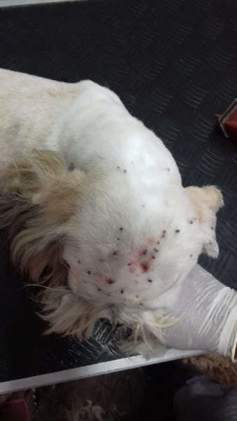 Foto 4 Elegance Pet Shop