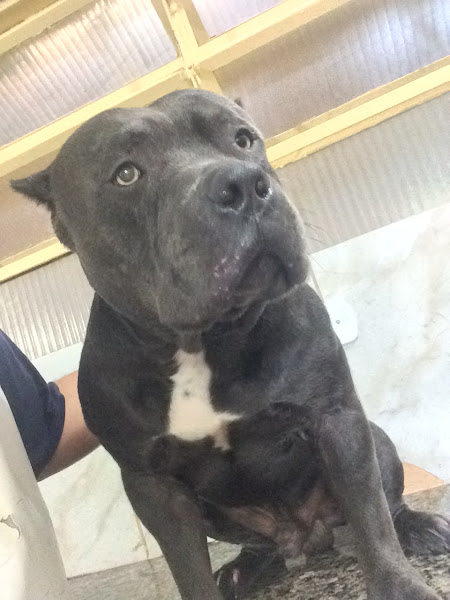 Foto 5 Elegance Pet Shop