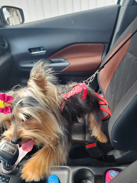 Foto 2 Cão e Gato Pet Shop