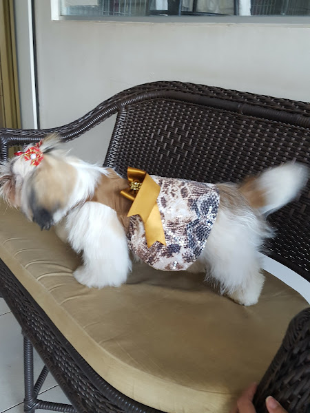 Foto 3 Cão e Gato Pet Shop