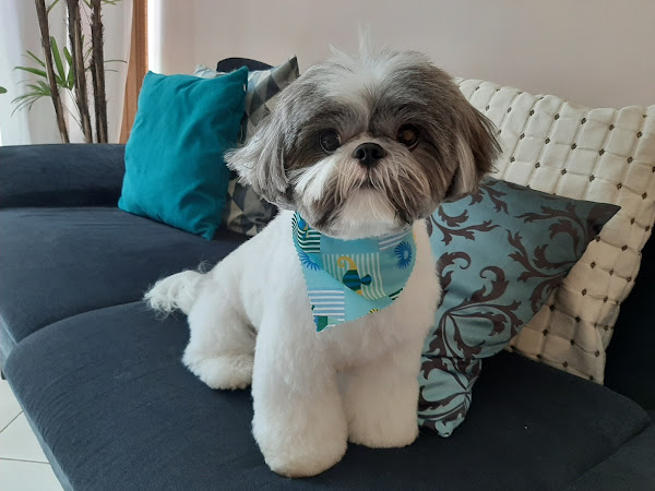 Foto 2 Pet Shop Asa Norte - Farmvet Boutique Pet