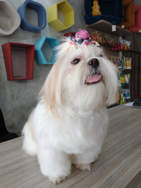 Foto 4 Pet Shop Asa Norte - Farmvet Boutique Pet