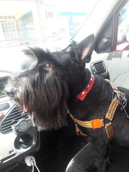 Foto 2 Villa Pet - Pet Shop Guará