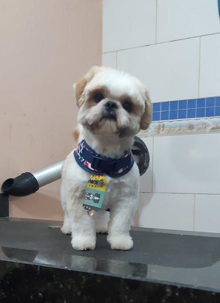 Foto 3 Villa Pet - Pet Shop Guará