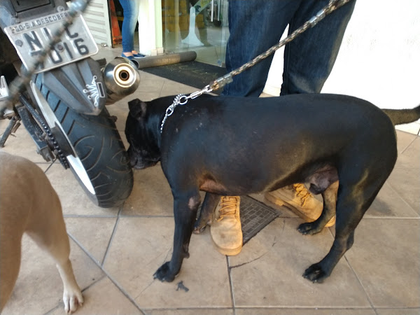 Foto 5 Villa Pet - Pet Shop Guará