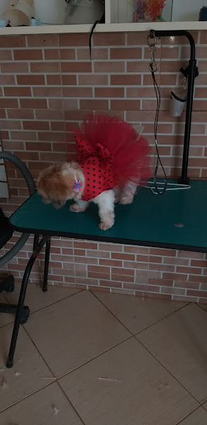 Foto 1 KING PET SHOP