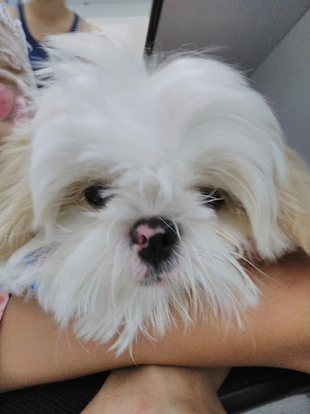 Foto 2 Loja & Pet Shop Osso Duro