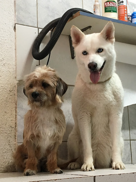 Foto 3 Pet Shop Samdu