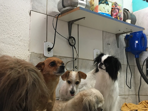 Foto 4 Pet Shop Samdu