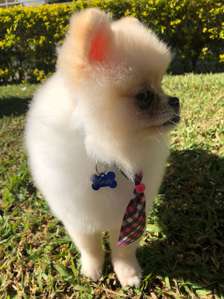 Foto 3 Pet Shop Patas e Garras