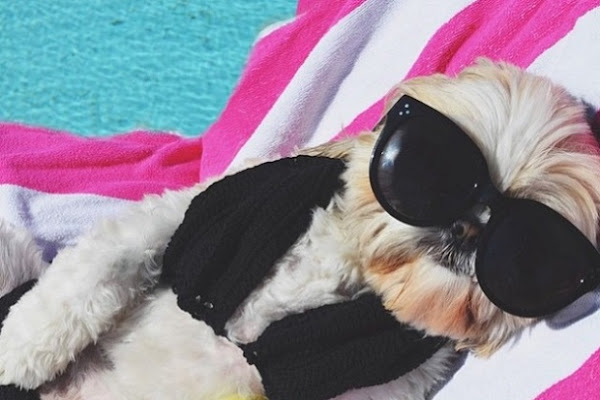 Foto 1 PET SHOP GAMA