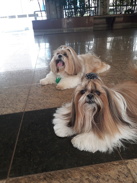 Foto 4 Bicho Chik Pet Shop e Consultório Veterinário