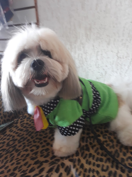 Foto 5 Bicho Chik Pet Shop e Consultório Veterinário