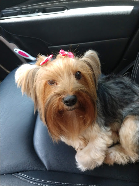 Foto 2 Cãotinho dos Bichos