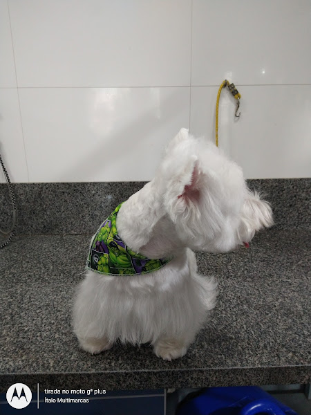 Foto 1 Pequenas Patas - Pet Shop