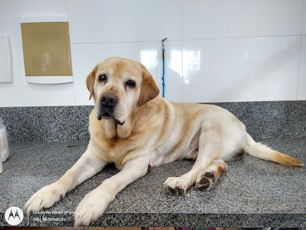 Foto 3 Pequenas Patas - Pet Shop