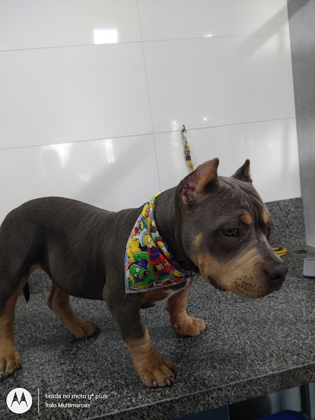 Foto 4 Pequenas Patas - Pet Shop