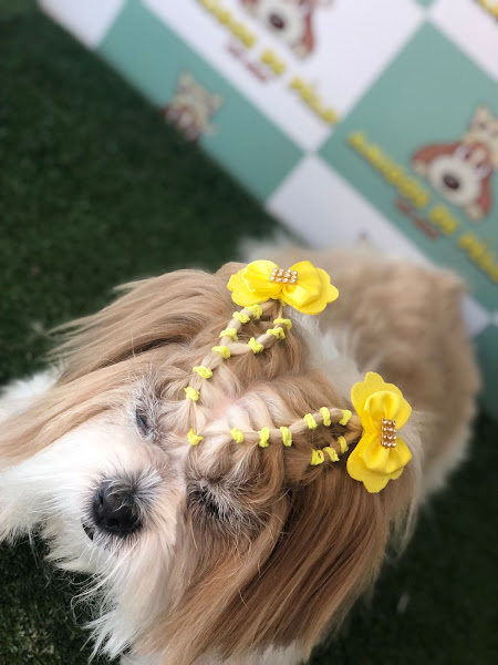 Foto 2 Amigos de Pêlo Pet Shop - Riacho Fundo