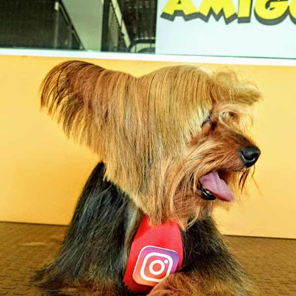 Foto 3 Amigos de Pêlo Pet Shop - Riacho Fundo