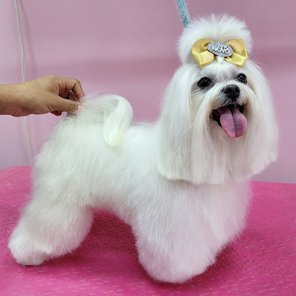 Foto 1 Luke E Maya Pet Shop