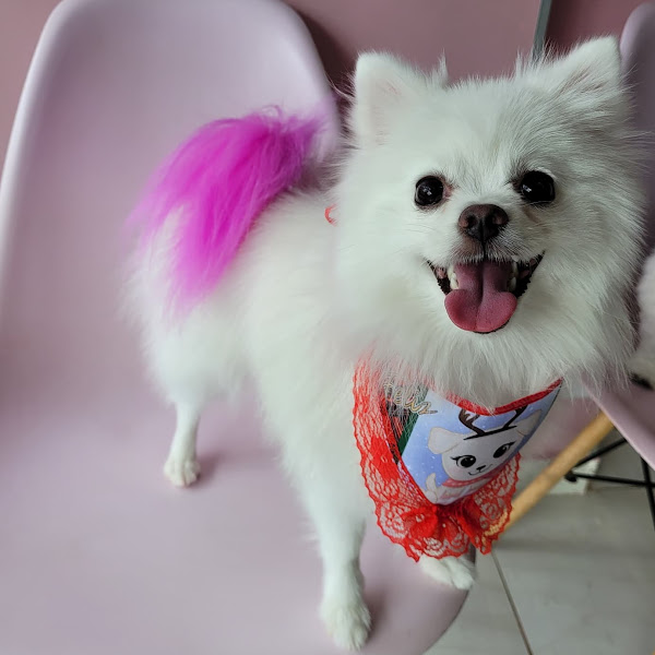 Foto 2 Luke E Maya Pet Shop