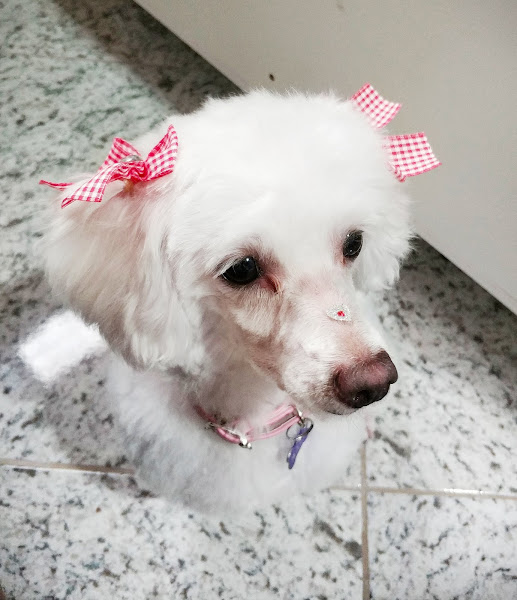 Foto 3 Luke E Maya Pet Shop