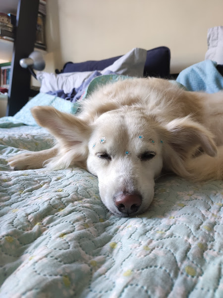 Foto 1 Mimo Pet Shop e Clínica Veterinária