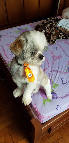 Foto 3 Mimo Pet Shop e Clínica Veterinária