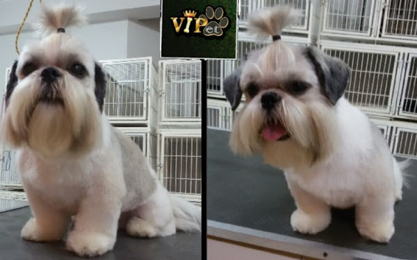 VIPet! Aqui seu pet é VIP!