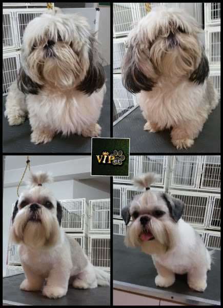 Foto 1 VIPet! Aqui seu pet é VIP!