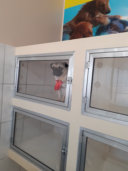 Foto 4 Pet Shop Fashion Dog