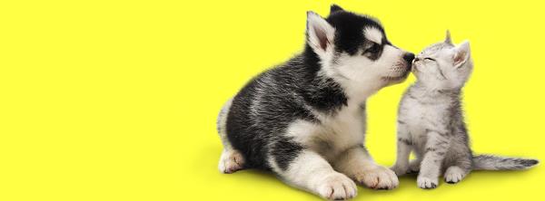 Foto 1 Happy Dog Pet Shop e Veterinária