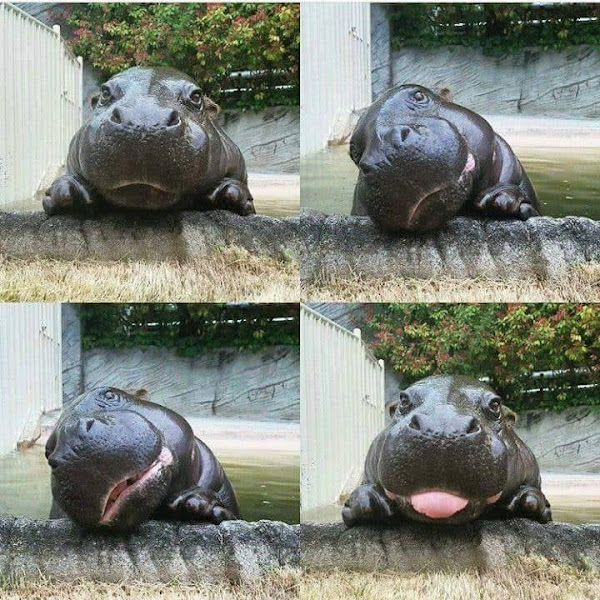 Foto 1 Petisco PetShop