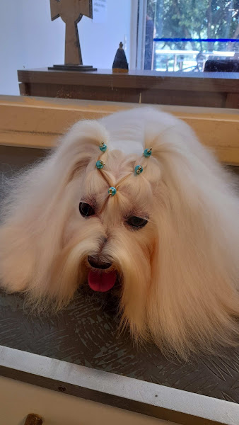 Foto 2 Pet Shop Tribo de Patas