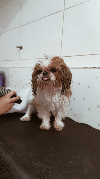Focinho Feliz - Banho e Tosa Asa Norte
