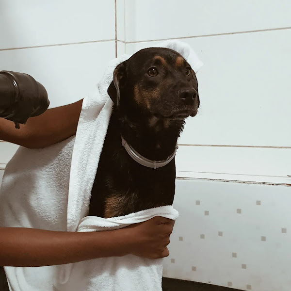 Foto 1 Focinho Feliz - Banho e Tosa Asa Norte