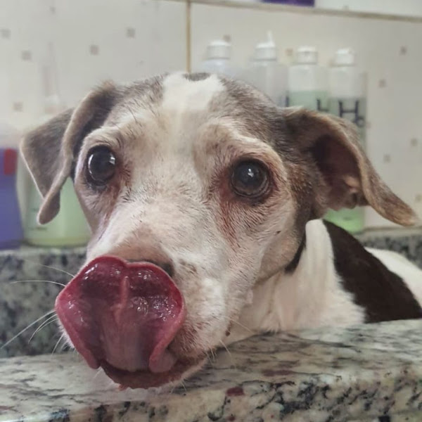 Foto 2 Focinho Feliz - Banho e Tosa Asa Norte