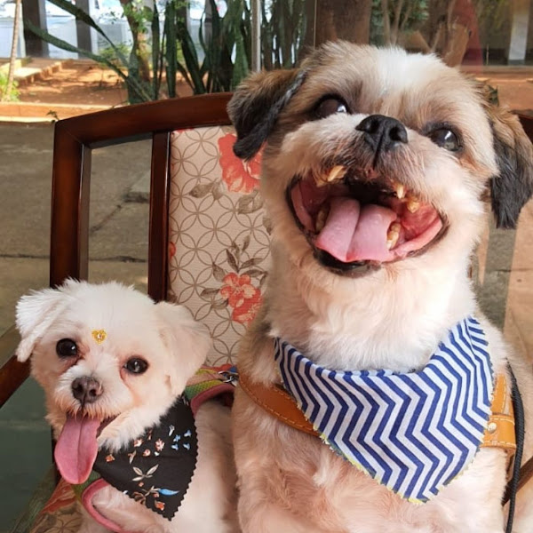 Foto 3 Focinho Feliz - Banho e Tosa Asa Norte