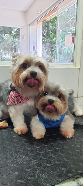 Foto 5 Focinho Feliz - Banho e Tosa Asa Norte