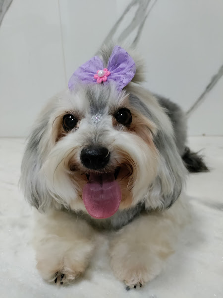 Foto 2 Quitanda Dos Bichos Pet Shop e Veterinária