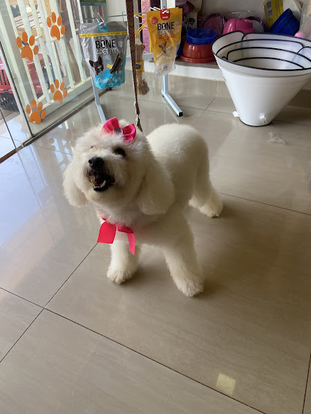 Foto 4 Quitanda Dos Bichos Pet Shop e Veterinária