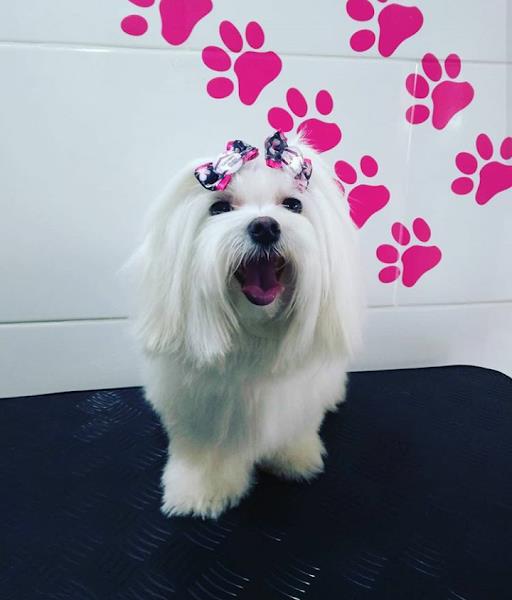 Foto 1 Cãotinho Peludo Banho e tosa & Boutique