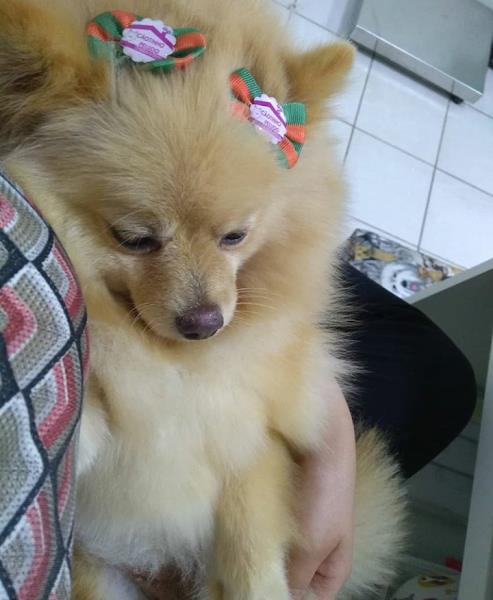 Foto 2 Cãotinho Peludo Banho e tosa & Boutique