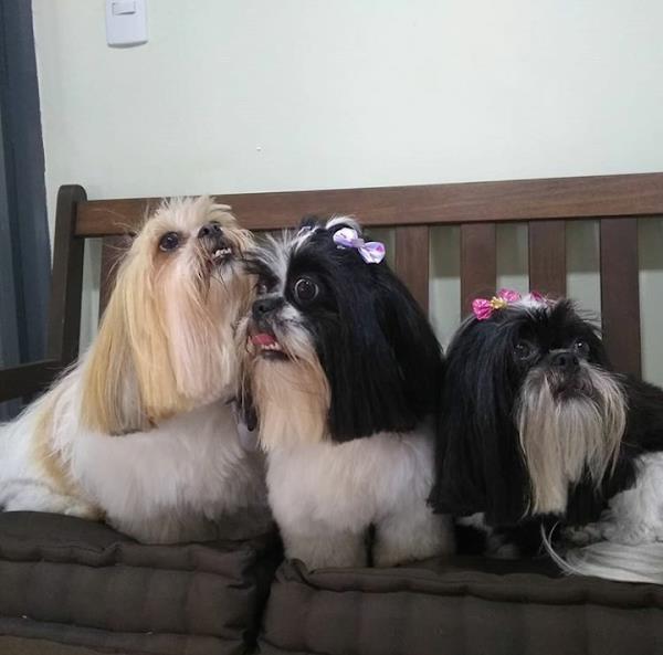 Foto 3 Cãotinho Peludo Banho e tosa & Boutique