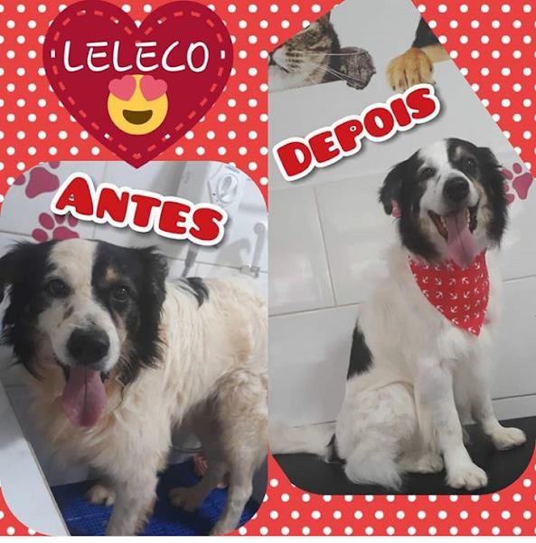 Foto 4 Cãotinho Peludo Banho e tosa & Boutique