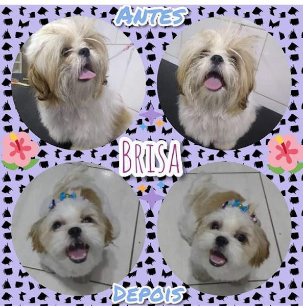 Foto 5 Cãotinho Peludo Banho e tosa & Boutique