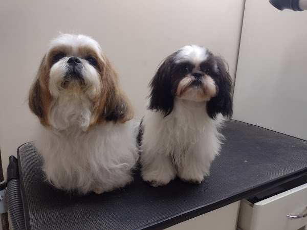 PET HOME - Pet Shop Guará