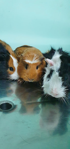 Foto 2 PET HOME - Pet Shop Guará