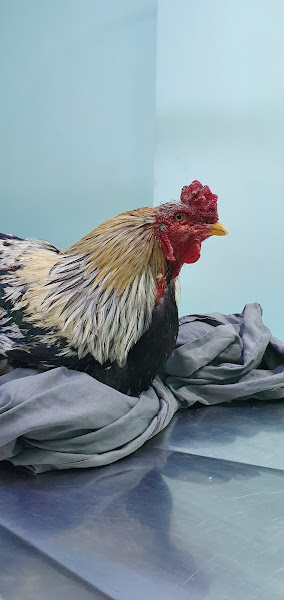 Foto 3 PET HOME - Pet Shop Guará