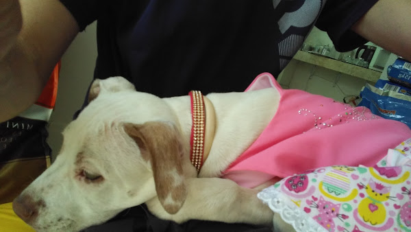 Foto 4 Casa Pet Saúde e Estética Animal